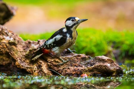 Closeup of a great spotted woodpecker bird, Dendrocopos major, perched on a tree in a forestの写真素材