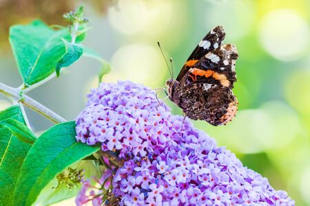 Vanessa atalanta, Red Admiral butterfly, feeding nectar from a purple butterfly-bush in garden. Bright sunlight, vibrant colors.の写真素材