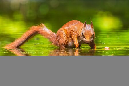 Beautiful Eurasian red squirrel, Sciurus vulgaris, drinking and foraging in water with reflection. Forest wildlife, selective focus, natural sunlight.の写真素材