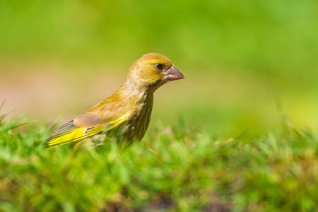 Colorful greenfinch bird Chloris chloris perched on the ground in a green meadowの写真素材