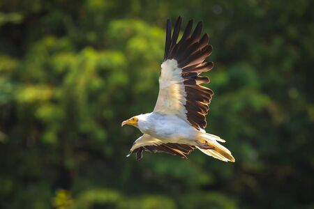 Egyptian vulture Neophron percnopterus bird of prey in flight, hunting on a sunny day.の写真素材