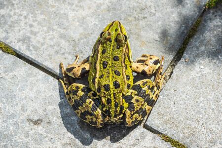 Closeup of a marsh frog, Pelophylax ridibundus, top view on a garden floor. Low point of view,...