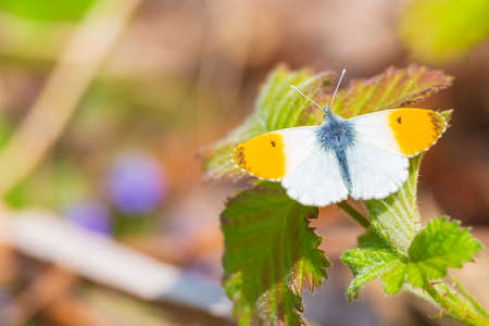Anthocharis cardamines Orange tip male butterfly resting in sunlight top view with wings opened.