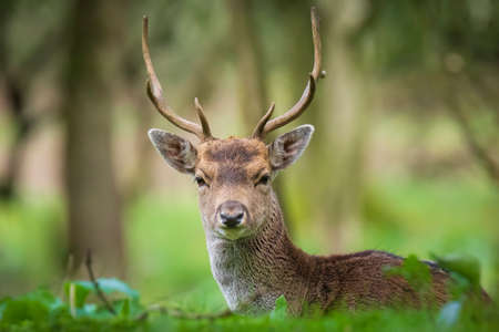 Fallow deer Dama Dama stag walking in a forest. The nature colors are clearly visible on the background, selective focus is used.の写真素材