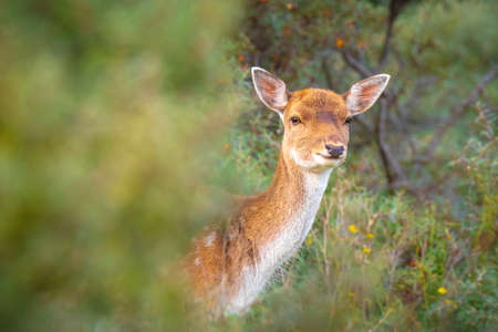 Female fallow deer doe or hind, Dama Dama in a meadow in a forest on a sunny day.の写真素材
