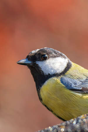 Closeup portrait of a Great tit bird, Parus Major, perched on wood in bright sunlightの写真素材
