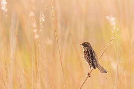 A common reed bunting Emberiza schoeniclus female singing on a reed plume Phragmites australis. Spring season beautiful sunsetの写真素材