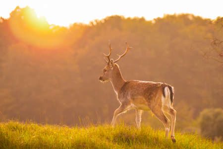Fallow deer Dama Dama stag walking in a forest. The nature colors are clearly visible on the background, selective focus is used.の写真素材
