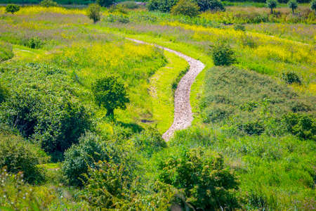 Beautiful yellow colored fields under a blue sky in Summer season. Buytenpark Zoetermeer, the...