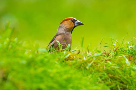 Closeup of a beautiful male hawfinch, Coccothraustes coccothraustes, songbird foraging on the ground perched in a green grass meadowの写真素材
