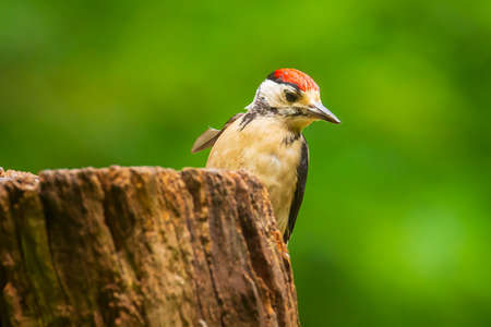 Closeup of a great spotted woodpecker bird, Dendrocopos major, perched on a tree in a forest