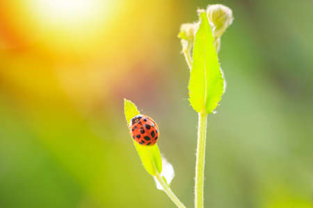Ladybug or ladybird insect climbing. Fresh, vibrant colors and sunlight. Selective soft focus.