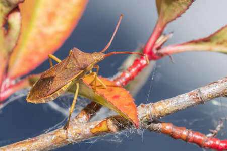 Closeup of a Sloe Bug insect, Dolycoris baccarum, crawling under sunlight in vegetation.