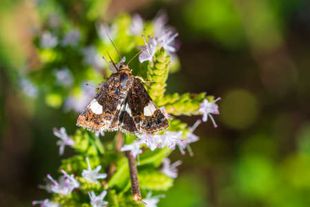 Closeup of a tyta luctuosa, four-spotted moth also field bindweed moth pollinating on pink and purple thistle flowers during daytime in bright sunlightの写真素材