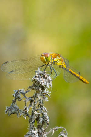 View of a common Darter, Sympetrum striolatum, female with his wings spread he is drying his wings...