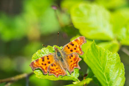 Comma butterfly Polygonia c-album resting in sunlight on vegetation in grassland with wings open, top viewの写真素材
