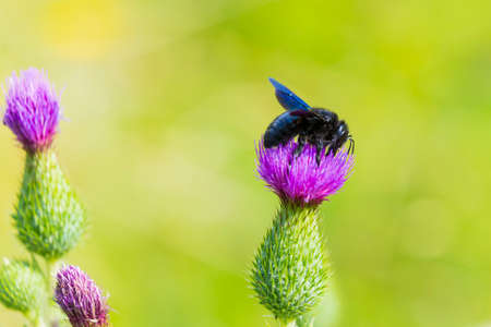 Xylocopa violacea, violet carpenter bee, pollinating on purple thistle flowers in a green meadow