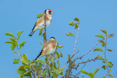 European goldfinch bird, Carduelis carduelis, perched, eating and feeding seeds during Springtime seasonの写真素材