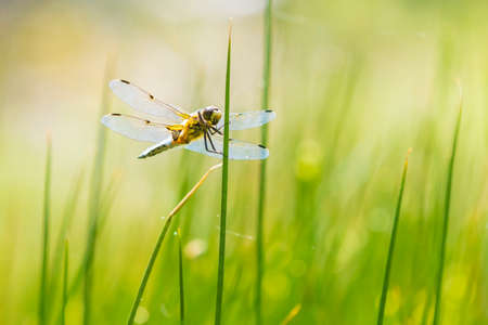 Close-up of a four-spotted chaser, Libellula quadrimaculata, or four-spotted skimmer dragonfly resting in sunlight on green already.の写真素材
