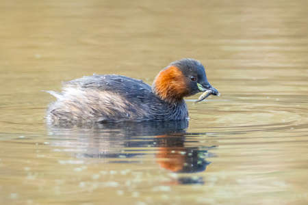 Close-up of a little grebe, Tachybaptus ruficollis, foraging with fish in beak