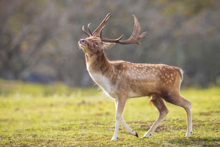 Fallow deer Dama Dama male stag during rutting season. The Autumn sunlight and nature colors are clearly visible on the background.の素材 [FY310158205266]