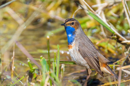 A blue-throat bird, Luscinia svecica cyanecula, foraging in grass in search for insects during breeding season in Springtimeの写真素材