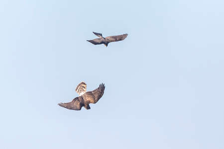 Female Hen harrier, Circus cyaneus, or northern harrier fighting with a Sparrowhawk, Accipiter nisus