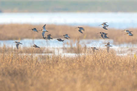 Common snipe Gallinago gallinago in flight above grassland.