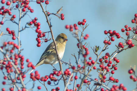 A fieldfare, Turdus pilaris, bird eating berries on a hawthorn bush during Autumn season.