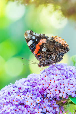 Vanessa atalanta, Red Admiral butterfly, feeding nectar from a purple butterfly-bush in garden....
