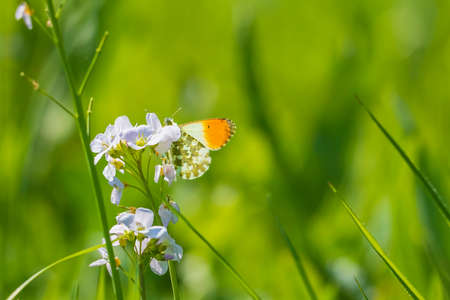 Anthocharis cardamines Orange tip male butterfly resting in sunlight top view with wings opened.