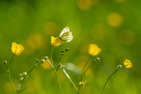 Green-veined white butterfly, Pieris napi, resting in a meadow hanging on a flowerの写真素材