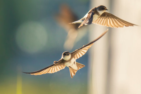 Sand martin, Riparia riparia, also known as bank swallow in flight, building a nestの写真素材
