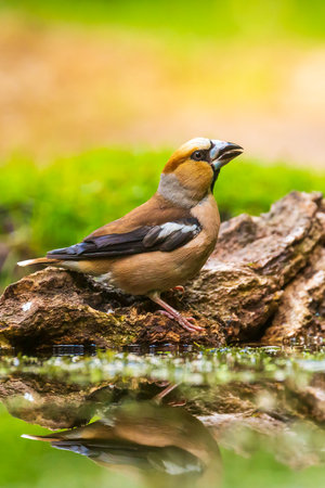 Closeup of a hawfinch male, Coccothraustes coccothraustes, bird perched on wood. Selective focus, natural daylightの写真素材
