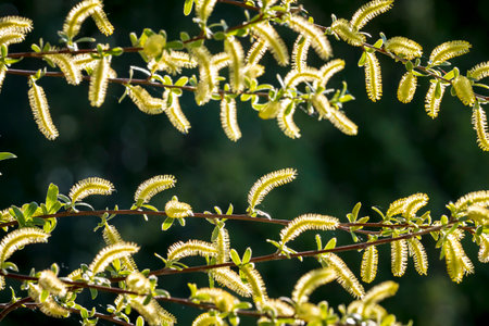 Salix alba, white willow tree in Springtime, pollen and catkins closeup.