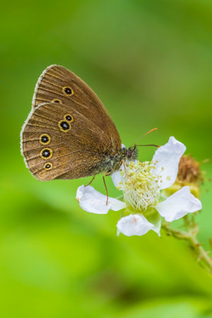 Close-up of a Ringlet butterfly Aphantopus hyperantus resting in a meadow