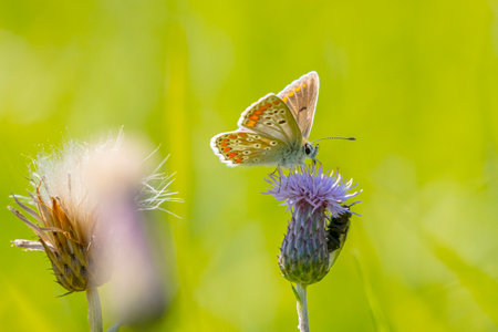 Early morning Common Blue butterfly, Polyommatus icarus, pollinating on a flower in a meadow under...