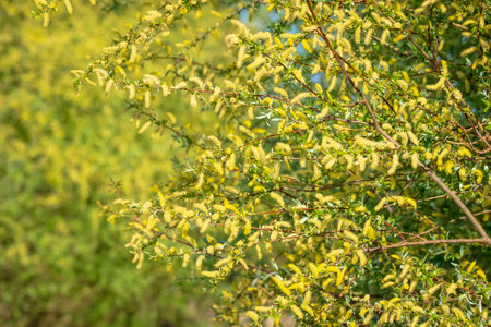 Salix alba, white willow tree in Springtime, pollen and catkins closeup.