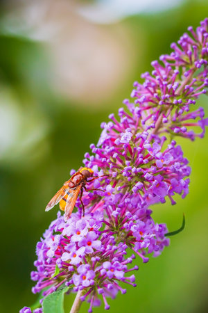 Volucella zonaria, the hornet mimic hoverfly, feeding nectar on purple Buddleja davidii flowersの写真素材