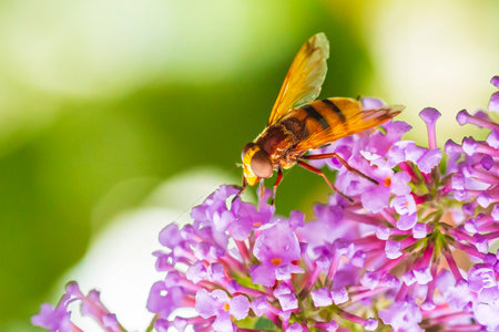Volucella zonaria, the hornet mimic hoverfly, feeding nectar on purple Buddleja davidii flowers