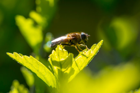 Eristalis pertinax hoverfly insect closeup.