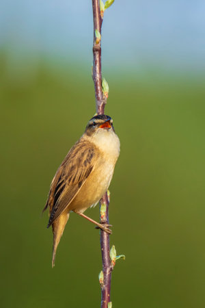 Closeup of a Sedge Warbler bird, Acrocephalus schoenobaenus, singing to attract a female during...
