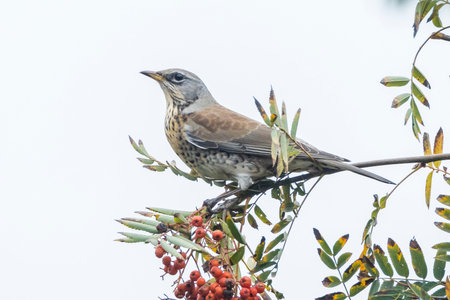 A fieldfare, Turdus pilaris, bird eating berries on a hawthorn bush during Autumn season.