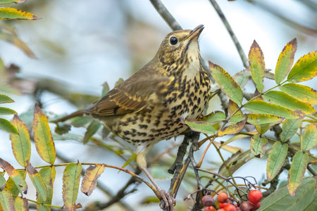 Closeup of a Song thrush Turdus philomelos bird eating berries during Autumn seasonの写真素材