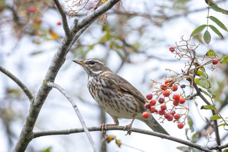 A redwing bird, Turdus iliacu, eating berries from a bush during Autumn seasonの写真素材