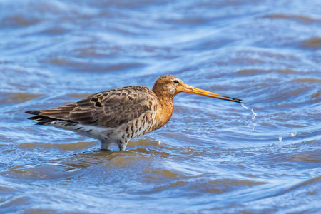 A black-tailed godwit Limosa Limosa wader bird just returned this season calling, shouting and foraging in blue water. Most of the European population wide in the Netherlands.の写真素材