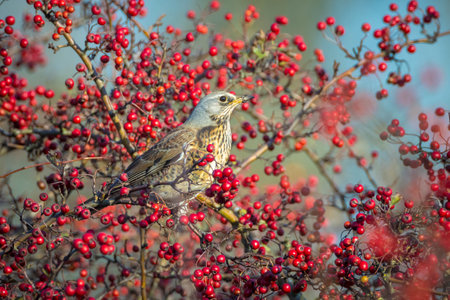 A fieldfare, Turdus pilaris, bird eating berries on a hawthorn bush during Autumn season.の写真素材