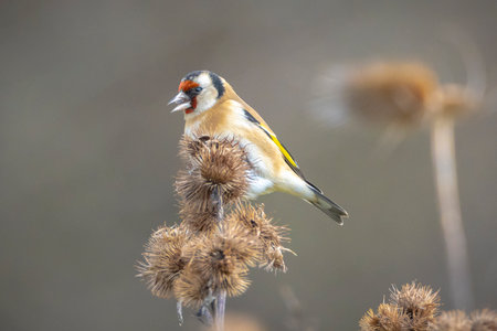 European goldfinch bird, Carduelis carduelis, perched, eating and feeding seeds during Springtime seasonの写真素材