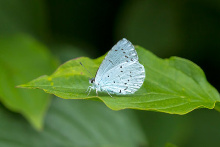 A holly blue butterfly Celastrina argiolus feeding. The holly blue has pale silver-blue wings spotted with pale ivory dots.の写真素材