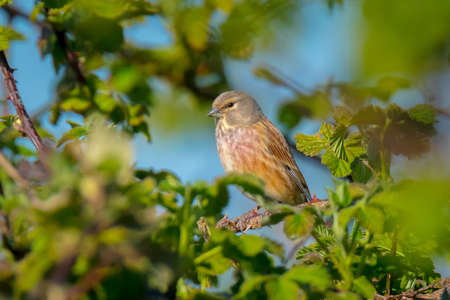 Closeup portrait of a Linnet birdmale, Carduelis cannabina, display and searching for a mate during Spring season. Singing in the early morning sunlight.の写真素材